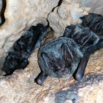 Zaujímavosť: Na území NP Slovenský kras hibernuje 18 druhov netopierov. Na snímke je druh Uchaňa čierna. Autor: Štefan Matis
